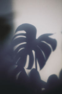 Cropped image of shadow of plant against white background