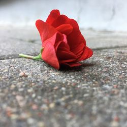 Close-up of red rose on road