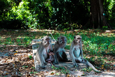 Monkeys sitting on field in a forest