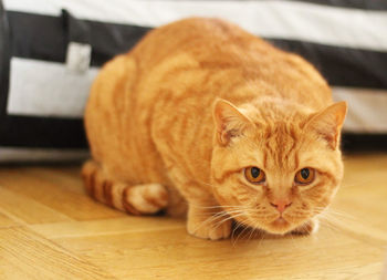 Close-up portrait of a cat