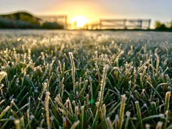 Close-up of plants growing on field against sky