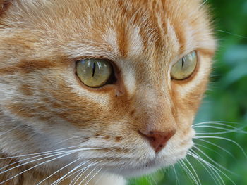 Close-up portrait of cat