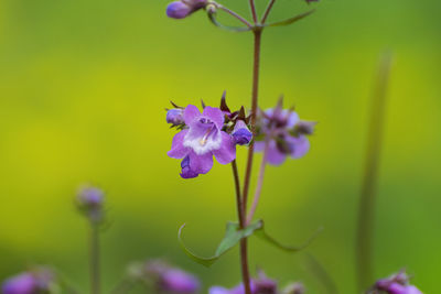 Close-up of purple flowering plant