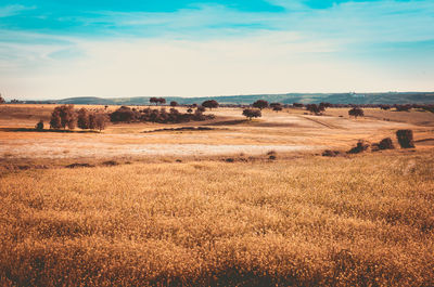 Scenic view of field against sky