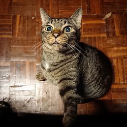 High angle close-up of cat standing on floor