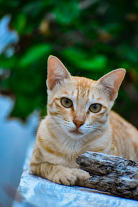 Close-up portrait of tabby cat sitting outdoors