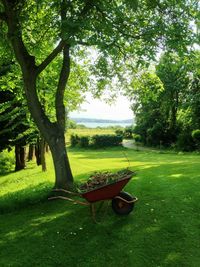 Empty bench on grassy field