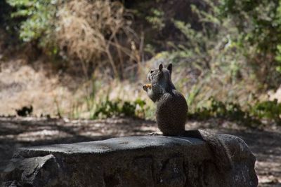 Close-up of lizard on rock