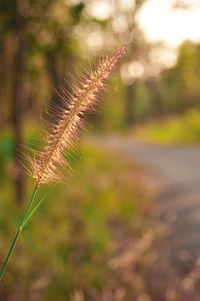 Close-up of plant on field