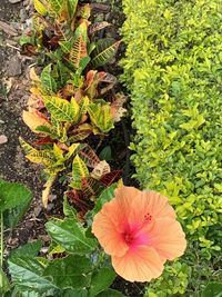 High angle view of flowering plant