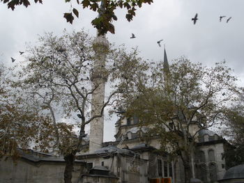 Low angle view of bird flying by tree against sky