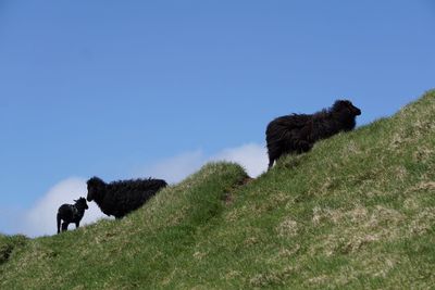 Sheep grazing on field against clear blue sky