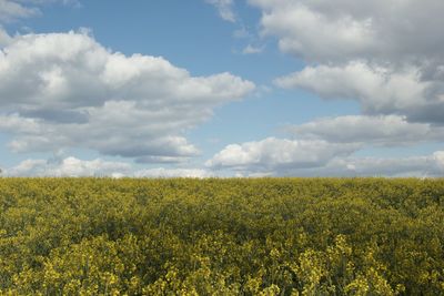 Scenic view of oilseed rape field against sky