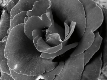 Close-up of water drops on flower