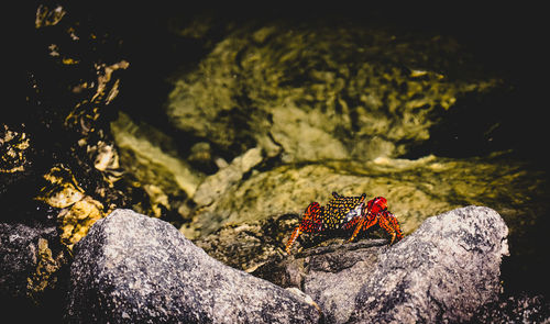 Close-up of crab on rock