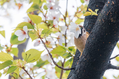 Low angle view of a bird on tree