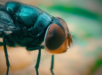 Close-up of fly
