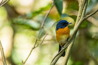 Close-up of a bird perching on branch