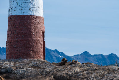 View of an animal on rock