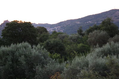 Trees on landscape against clear sky