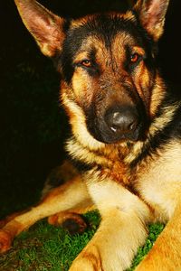 Close-up portrait of dog