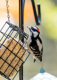 Downey wood pecker enjoys eating suet from a back yard feeder