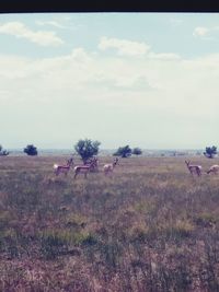 View of sheep on field against sky