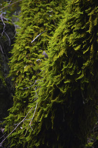 Close-up of moss growing on tree trunk