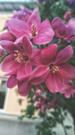 Close-up of pink flowering plant