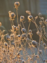 Close-up of dried plant