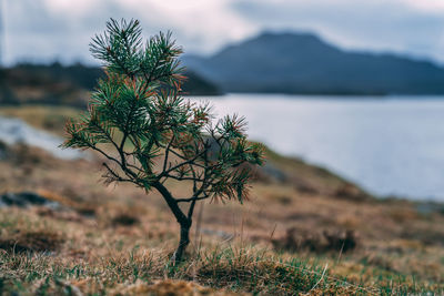 Plant by sea against sky