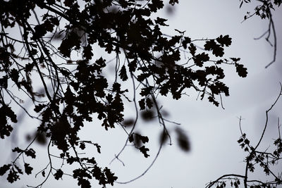 Low angle view of tree against sky