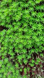 Full frame shot of plants growing on field