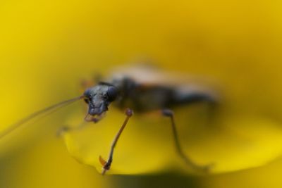 Close-up of insect on yellow flower