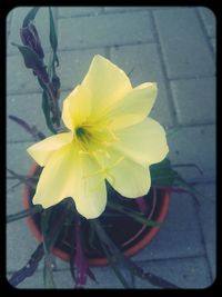 Close-up of yellow flower