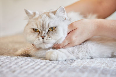 Cute girl holding cat at home