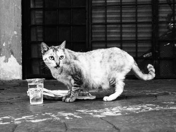 Portrait of cat drinking water