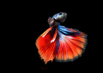 Butterfly on white background