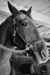 Horse inside barn in black and white