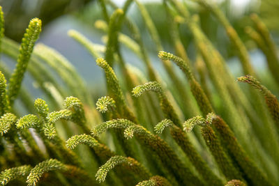 Close-up of plants growing on field