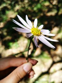 Close-up of hand holding flower