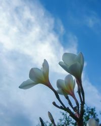 Low angle view of fresh flowers blooming against sky