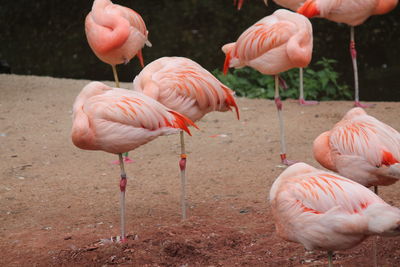 Flamingoes on field