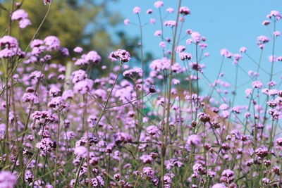 Close-up of verbena flower on field