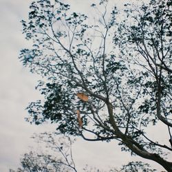 Low angle view of bare trees against sky