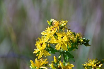 Close-up of a yellow flower