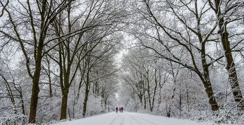 Snow covered road amidst trees during winter