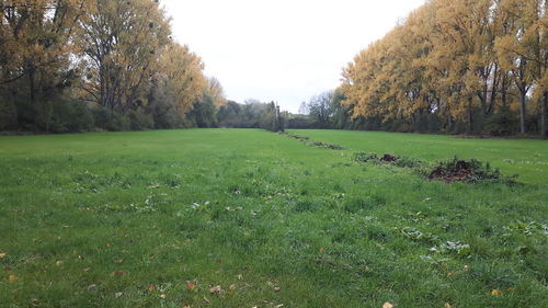 Scenic view of field against clear sky