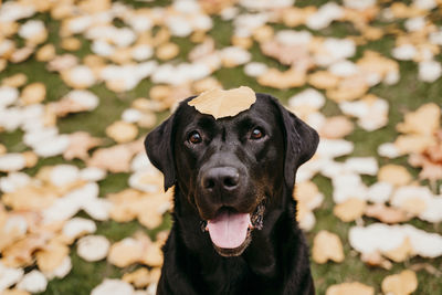 Close-up portrait of a dog