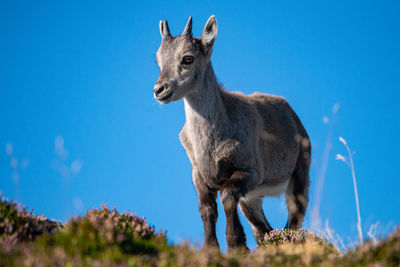 Close-up of a alpin-ibex